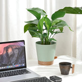 Vaso da fiori 6 pezzi 12,7 cm Fioriera autoirrigante Vaso da fiori per interni ed esterni ad alto drenaggio con vassoio per serbatoio e bordo per irrigazione Fioriera da giardino