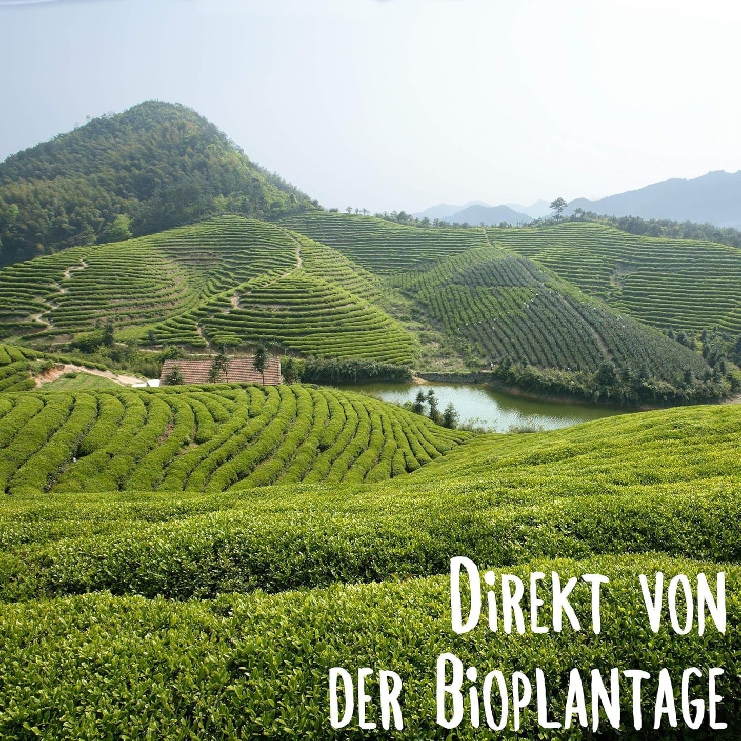 KLUIZ Gyokuro Tokiwa biologico - Primo raccolto a mano - Tè verde giapponese I 100 grammi I Tè verde biologico