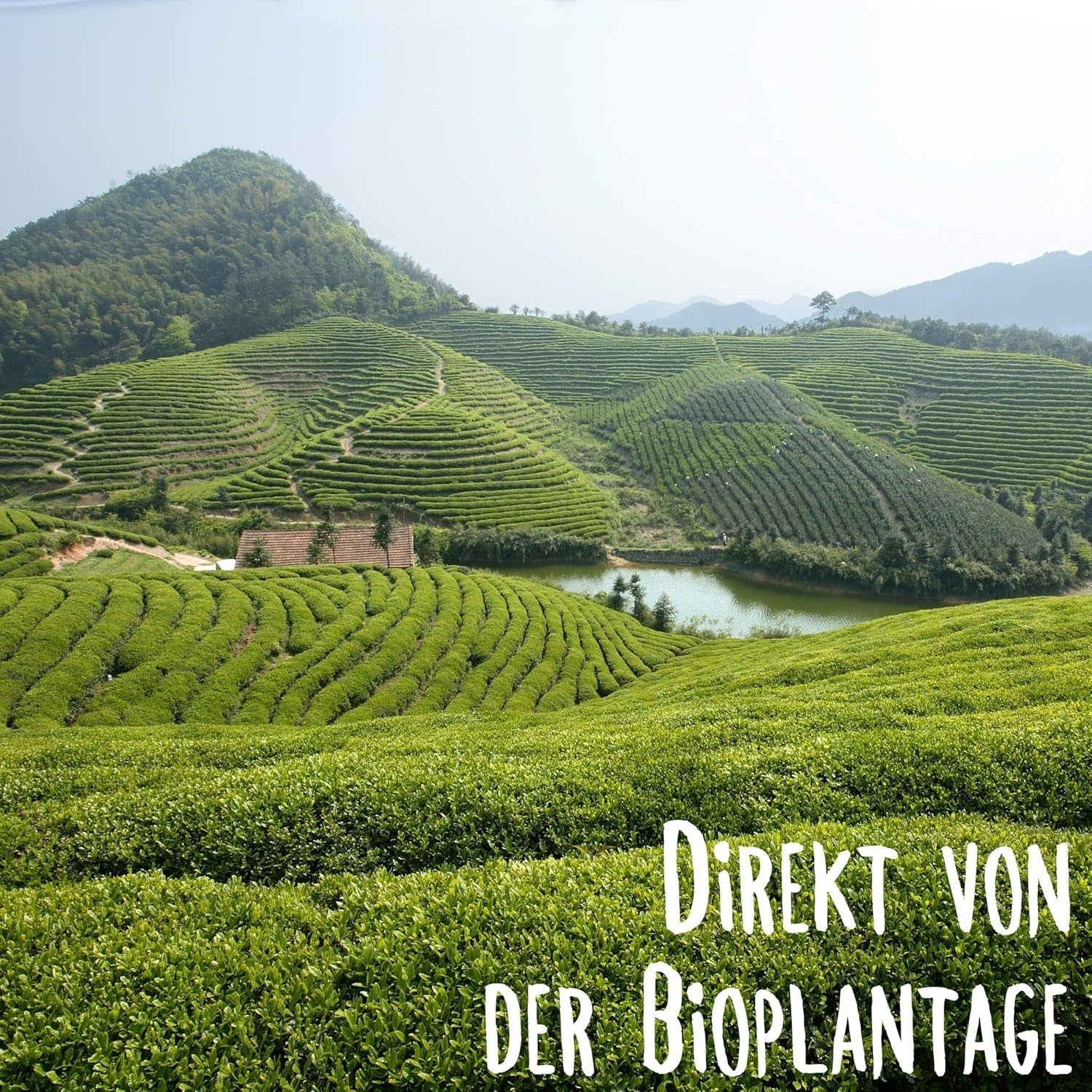 KLUIZ Gyokuro Tokiwa biologico - Primo raccolto a mano - Tè verde giapponese I 100 grammi I Tè verde biologico