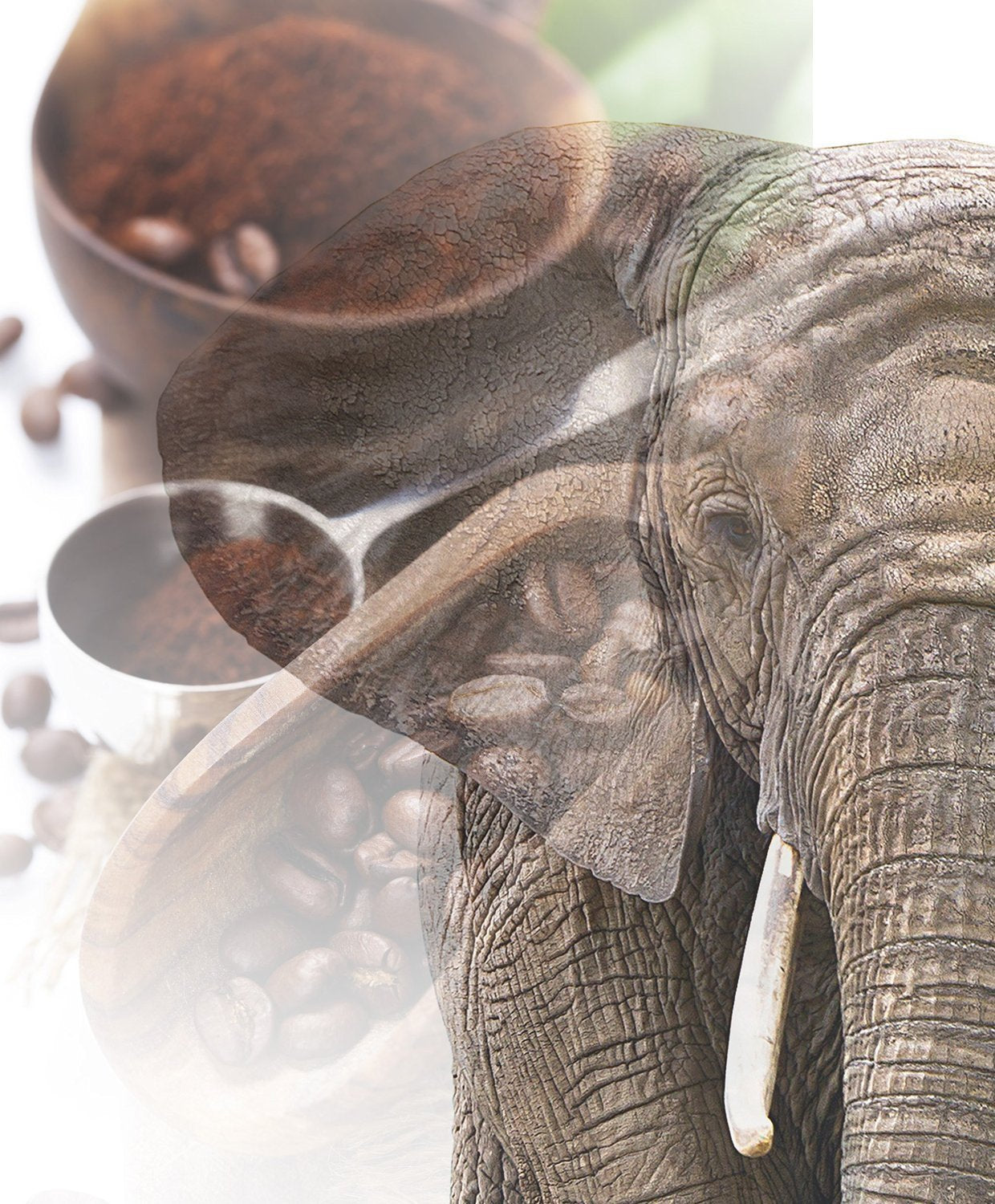 Caffè Jumbo | Elefantenkaffee Maragogype (1000 g, Bohnen intero) - Die größten Bohnen der Welt, ohne Säure, extra delicato