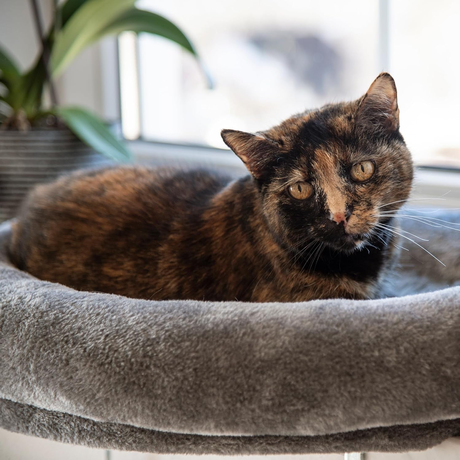 Coperte e mobili, Sedili vicino alla finestra, Animali domestici, Gatti, Letti per gatti, Gatti - Letti, materassi