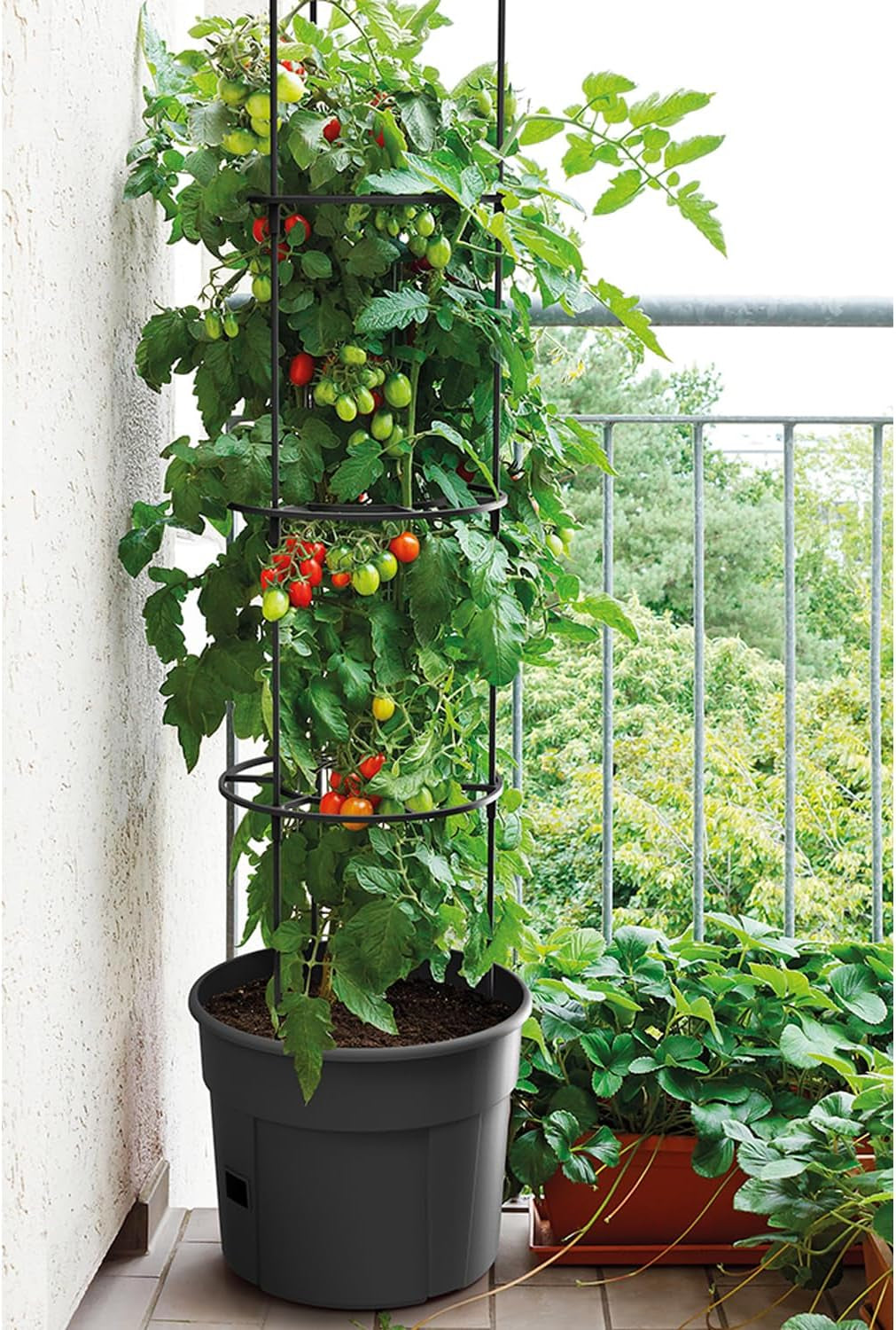 Vasi per piantine di pomodoro Prosperplast con traliccio – Robusta fioriera in plastica | Antracite | Resistente agli agenti atmosferici e ai raggi UV | 29,5 x 115,2 cm | Ideale per il giardino e il terrazzo