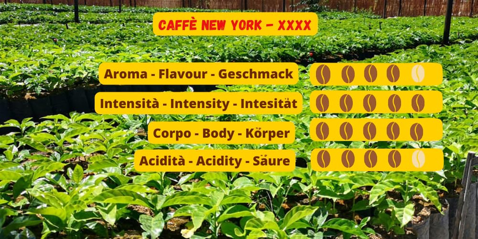 Caffè New York - XXXX - Caffè in grani interi - 1000g