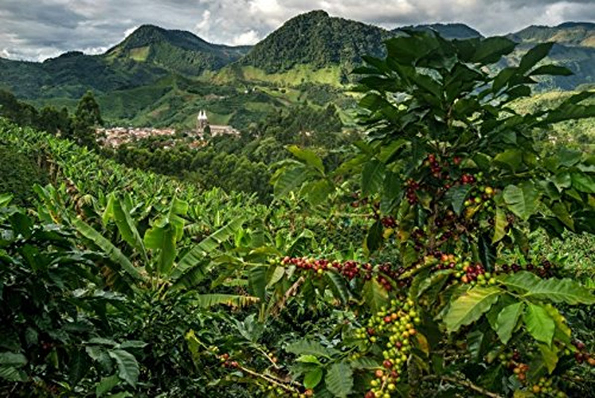 Caffè Arabica naturale al 100% in grani da 1 kg – Caffè espresso dalla tostatura intensa con una miscela di origine colombiana e brasiliana – Commercio equo e solidale.