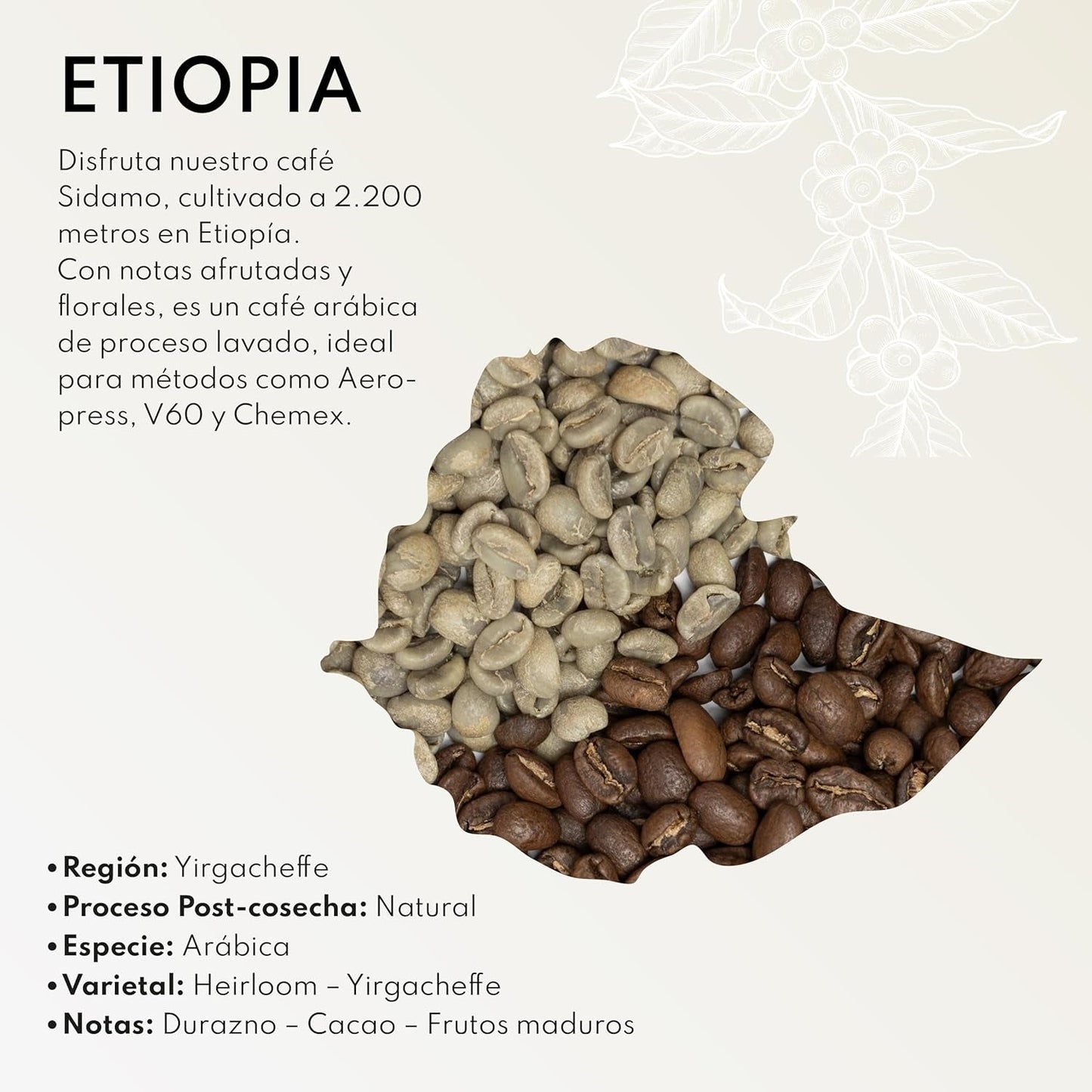 Boconó Specialty Coffee Etiopia 100% Arabica, tostatura media, 1 kg - Ideale per V60, Chemex, Kalita, ecc.