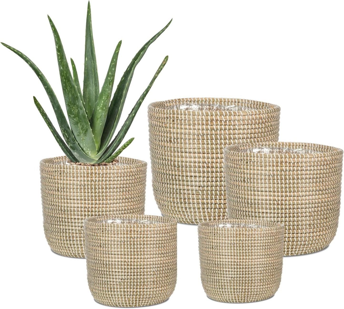 Scheurich Seagrass 17, vaso/cestino in alghe marine, colore: bianco, diametro 17 cm, altezza 16 cm, volume 3,5 l.