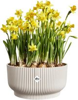 elho Vibes Fold Bowl 25 - Vasi da fiori per interni - 100% plastica riciclata - Ø 24,9 x H 12,1 cm - Bianco/Lino bianco