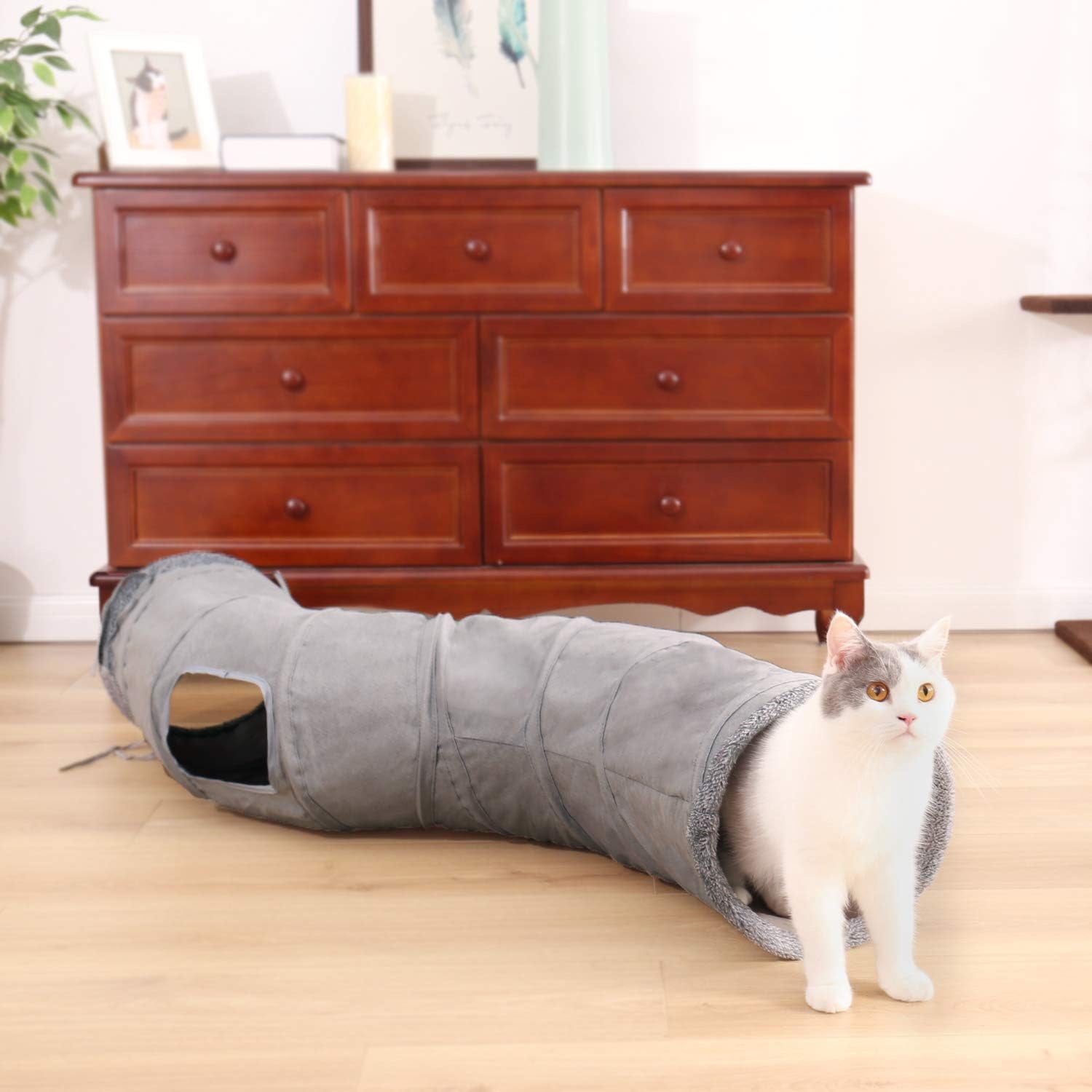 Animali domestici, gatti, gatti - letti, materassi, giocattoli, tunnel