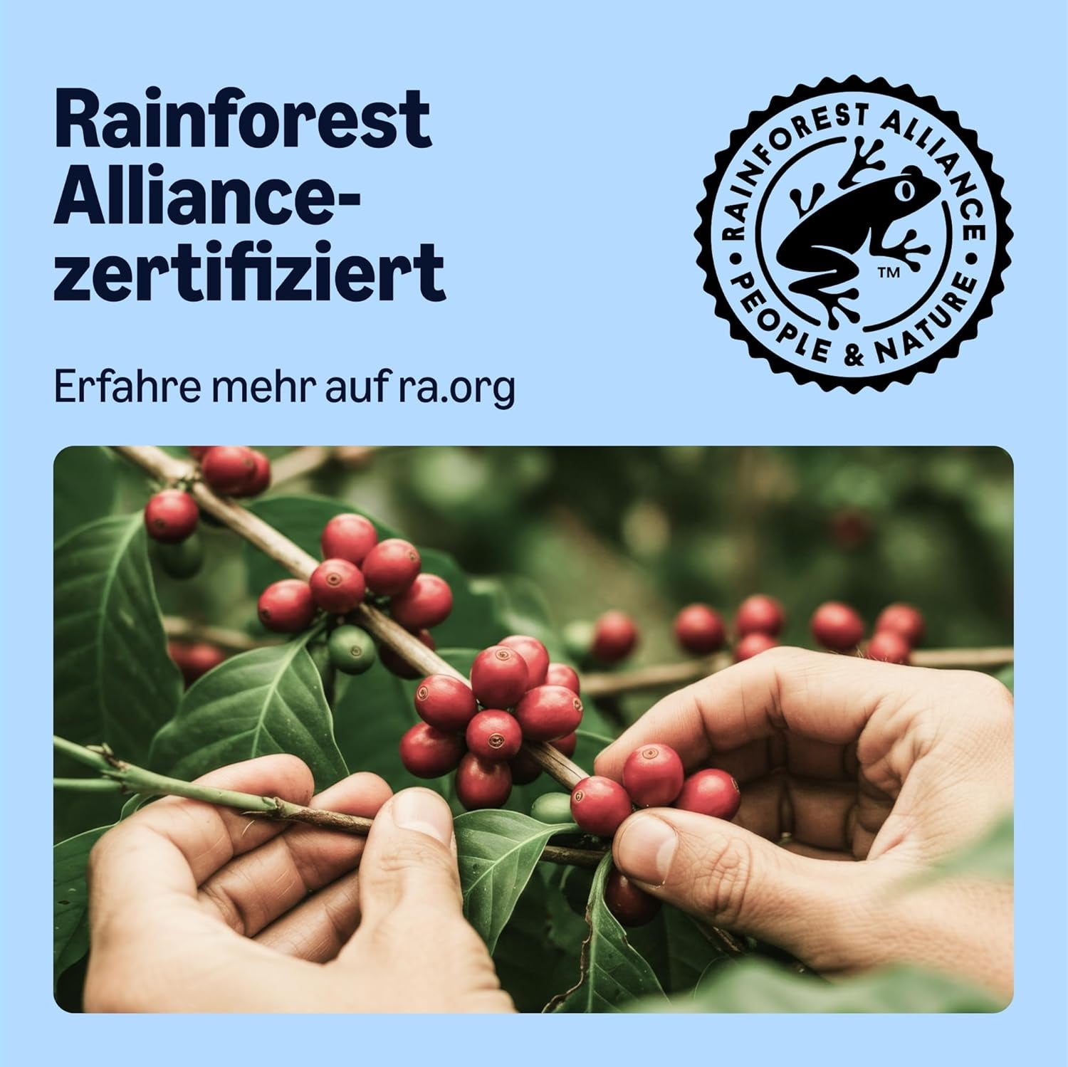 di Amazon Entkoffeinierte 100% Arabica-Kaffeepads, geeignet für Senseo-Maschinen, medium Röstung, 36 Stück (1 Packung mit 36 ​​​​Stück) – Rainforest Alliance-zertifiziert