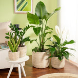 Scheurich Seagrass 17, vaso/cestino in alghe marine, colore: bianco, diametro 17 cm, altezza 16 cm, volume 3,5 l.