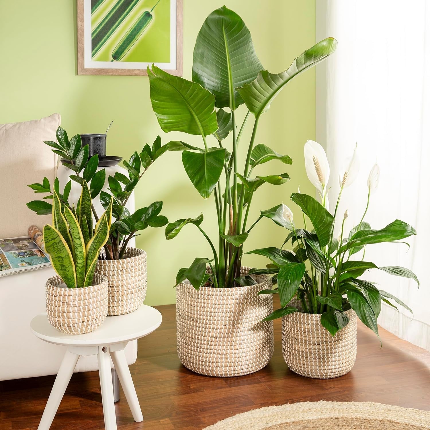 Scheurich Seagrass 17, vaso/cestino in alghe marine, colore: bianco, diametro 17 cm, altezza 16 cm, volume 3,5 l.
