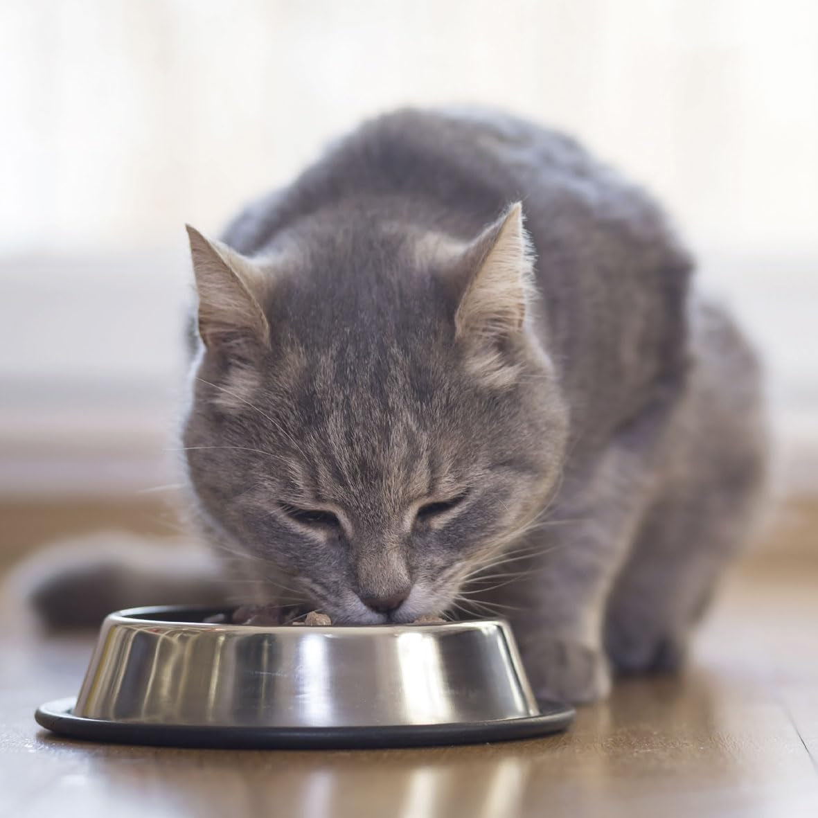BEAPHAR - Dieta renale con pollo - Alimento completo per gatti con insufficienza renale cronica - Per supportare la funzionalità renale - 100 g
