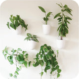 Vasi da parete autoirriganti Virgo (set da 6) - Facili da annaffiare e installare - Leggeri - Crea il tuo giardino verticale - Vasi da parete per piante da interno