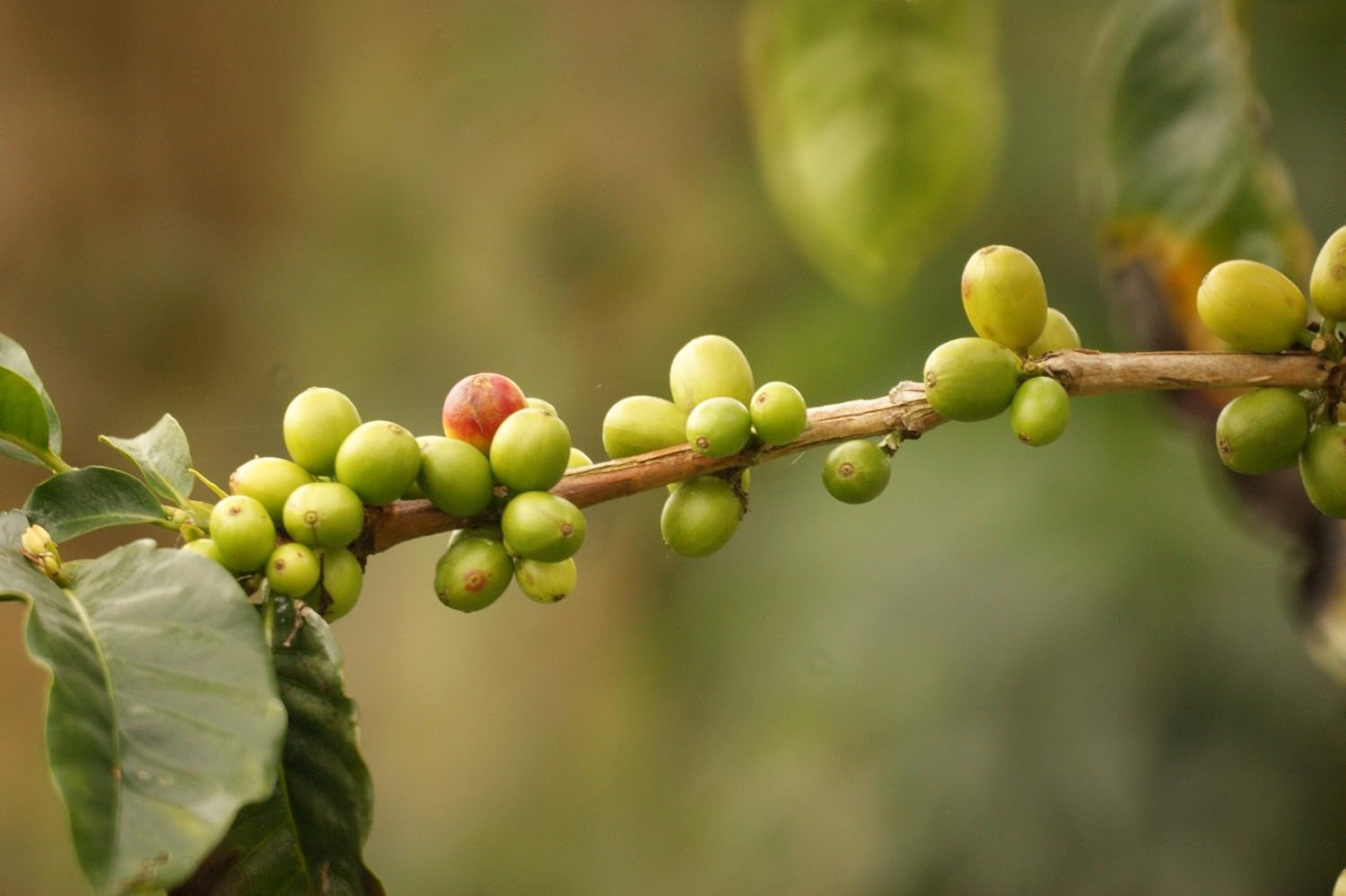 Kaffeespezialität Aus Südamerika - Kolumbien, Dem Kaffee-Dreieck Der Aromen (Ganze Bohne,1000 Gramm) - Länderkaffee - Spitzenkaffee - Säurearm - Schonend und Frisch Geröstet