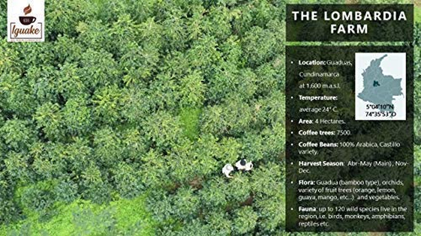 Caffè Iguaque 1000gr | Premium Kaffee ganze Bohnen 100% Arabica dalla Colombia | Familienbetrieb - Single Origin Kaffeebohnen - Nachhaltige eigene Plantage im Hochland - Kräftiges Aroma