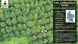 Caffè Iguaque 1000gr | Premium Kaffee ganze Bohnen 100% Arabica dalla Colombia | Familienbetrieb - Single Origin Kaffeebohnen - Nachhaltige eigene Plantage im Hochland - Kräftiges Aroma