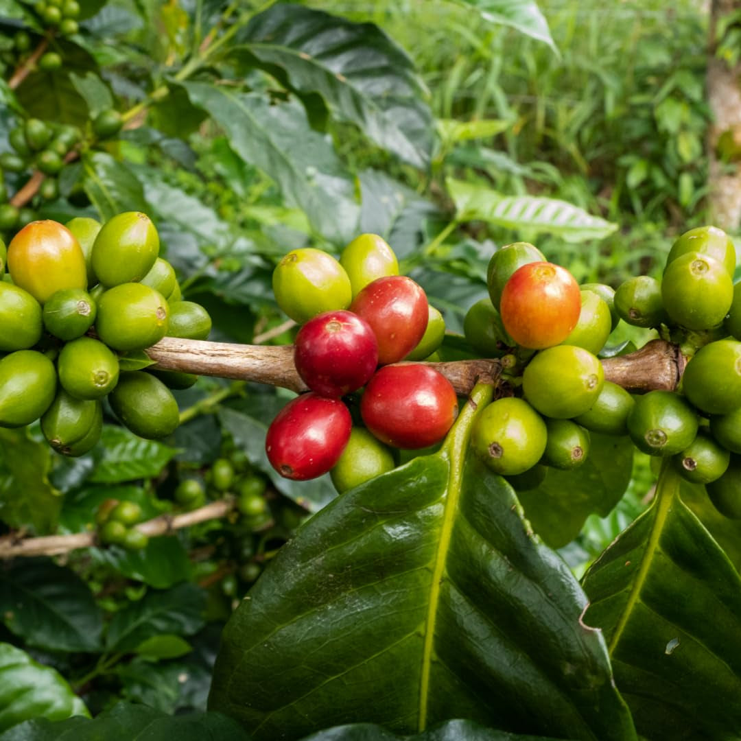 Roasters Pick Miscela Espresso - 100% Arabica, ganze Bohne - vielschichtige Röstung - frisch in Berlin geröstet - 500g