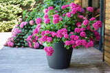 PLASTICA? Vaso da fiori in plastica, 76 litri, colori vivaci, Zen, larghezza 60 cm x altezza 47 cm