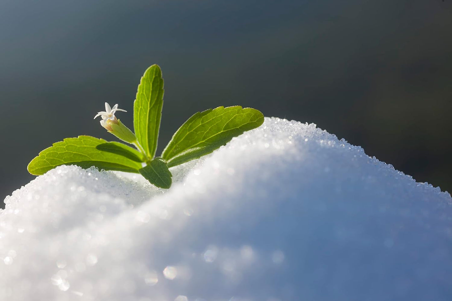 Stevia 1:1 (Erythrit - Stevia) - Natürlicher Zuckerersatzstoff, 1000 G Dolcificanti Naty Shop