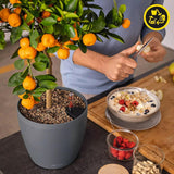 Fioriera LECHUZA Classico Colore ECO 35 Grigio Scuro | Fioriera con sistema di irrigazione e indicatore del livello dell'acqua | Realizzato in plastica riciclata al 100% | Finitura opaca | Ø 34,5 x 32,5 cm | 18935