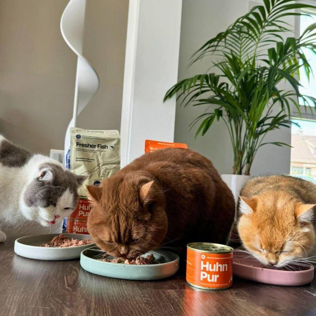 The Better Cat - Cibo umido senza cereali con alto contenuto di carne - Cibo per gatti premium senza cereali e senza zucchero (200 g, Pollo)