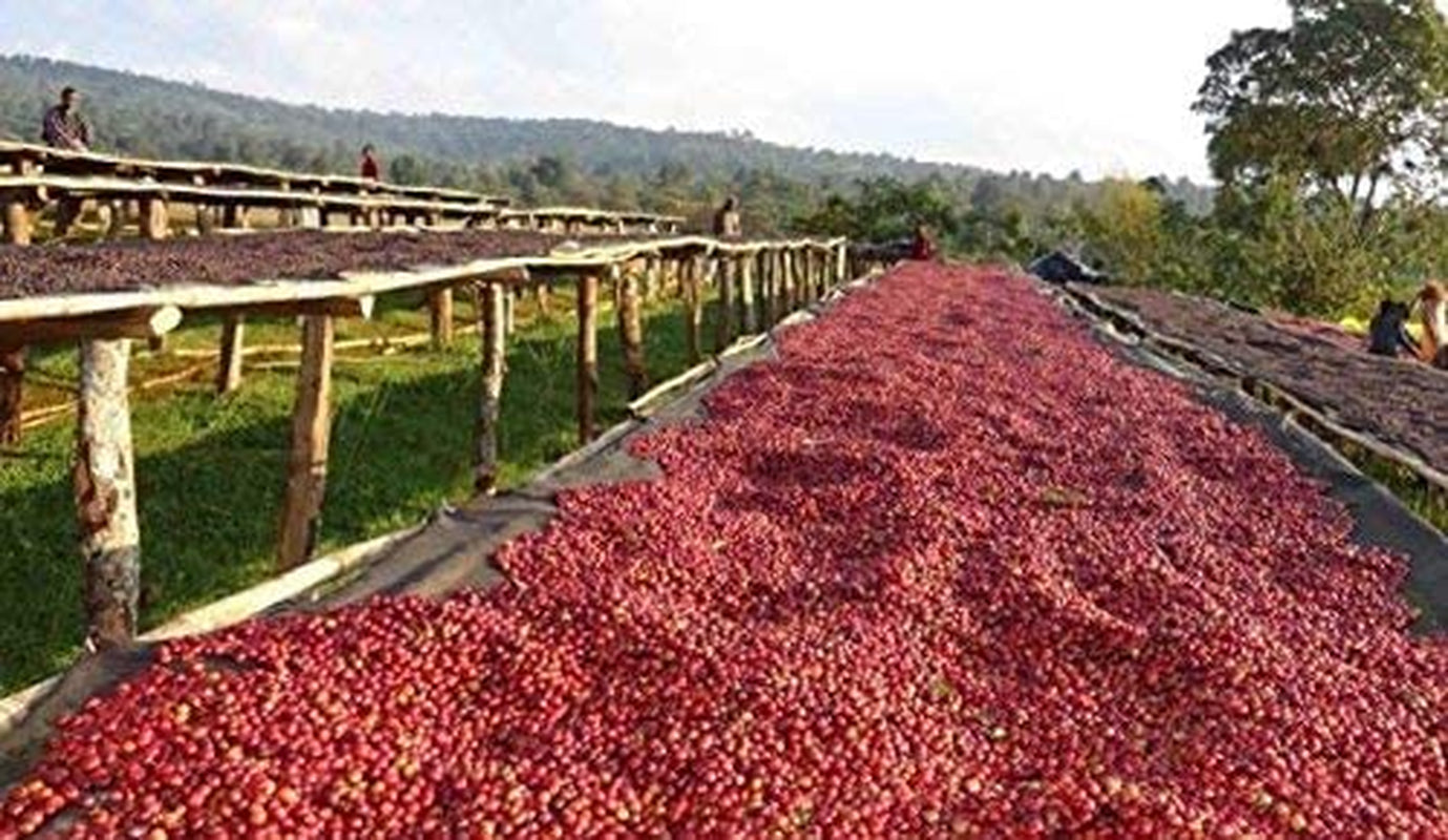 Caffè decaffeinato in grani 1 kg naturale 100% - Espresso Gusto intenso dalla Colombia e Brasile.