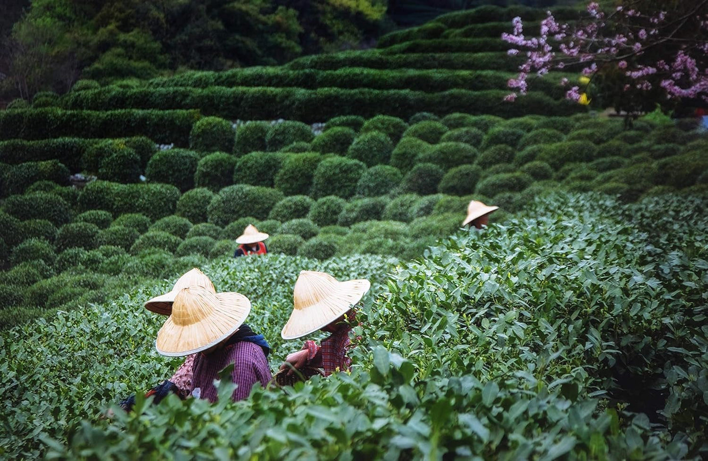 Tè Tie Guan Yin Oolong da Anxi, Cina | Vendemmia 2025 | Tè Oolong cinese di alta qualità | Tè cinese premium da piantagioni tradizionali 100 g
