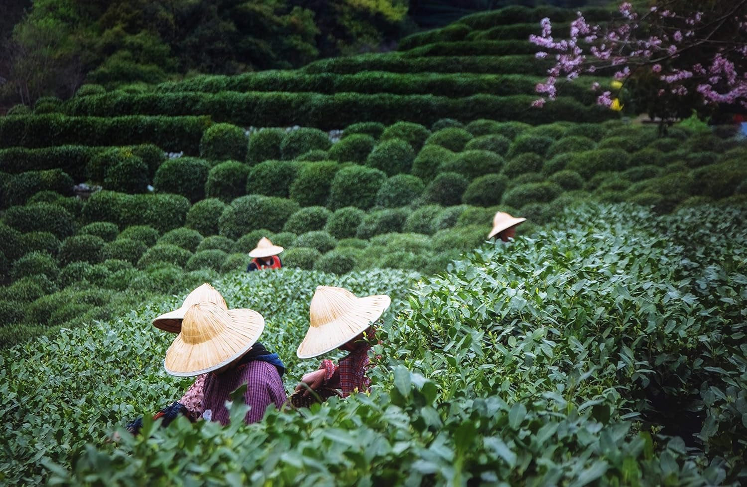 Tè Tie Guan Yin Oolong da Anxi, Cina | Vendemmia 2025 | Tè Oolong cinese di alta qualità | Tè cinese premium da piantagioni tradizionali 100 g
