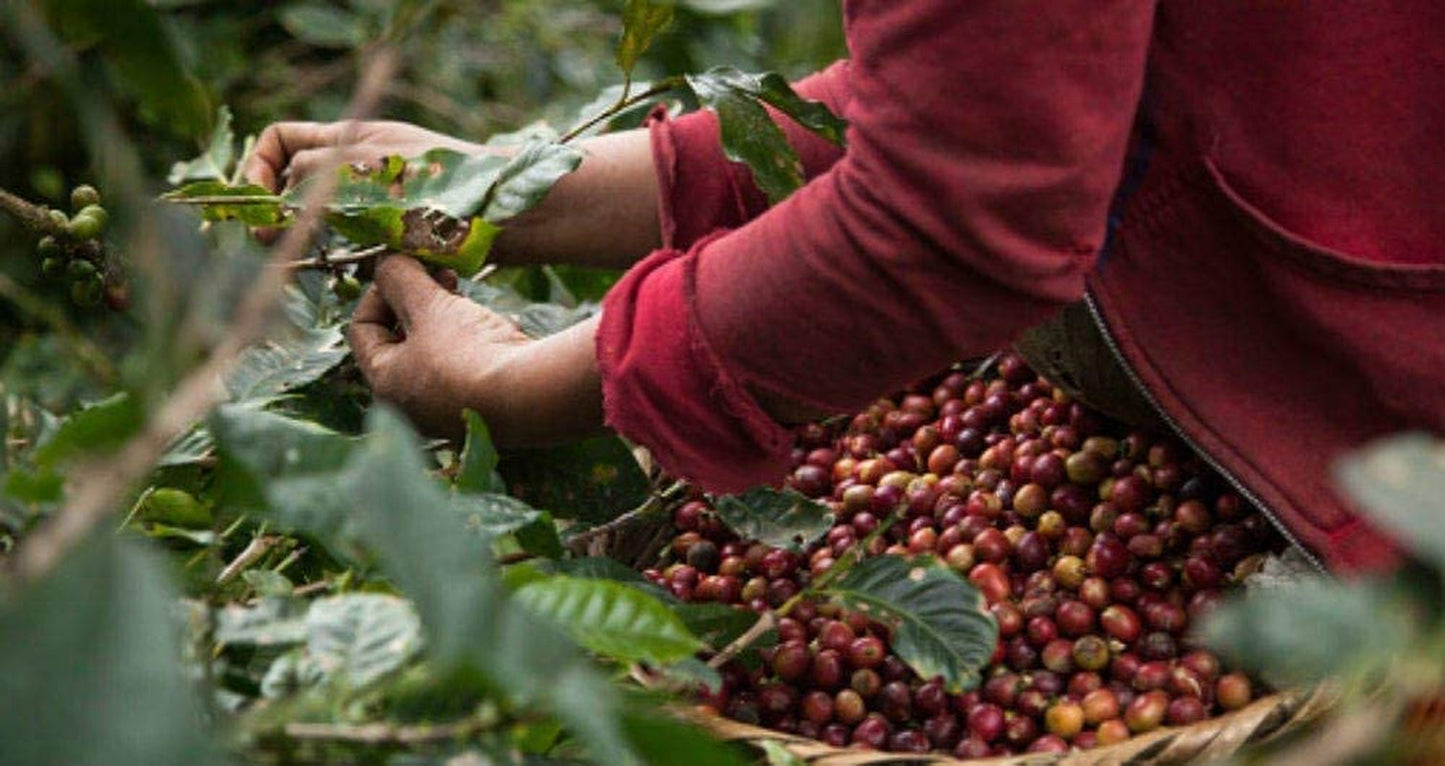 Caffè decaffeinato in grani 1 kg naturale 100% - Espresso Gusto intenso dalla Colombia e Brasile.