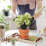 Hollyone Set di 8 fioriere piccole in terracotta, vasi rotondi in terracotta 8x8 cm con piatto e foro di drenaggio, fioriere piccole con vassoio, vasi per piante grasse in terracotta per piante da interno, fioriere in ceramica