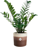 elho Vaso rotondo con sfumatura di colore 16 cm - Vasi da fiori per interni - 100% plastica riciclata - Ø 15,9 x H 14,7 - Marrone/Marrone cedro