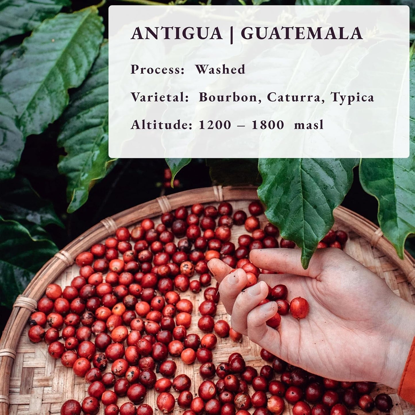 Tostato dopo l'ordine ~ Chicchi di caffè speciali più freschi | Torrefazione da 80 TAZZE | Guatemala Antigua, Monorigine(1kg) Spezialitäten Kaffeebohnen, Frisch Geröstet