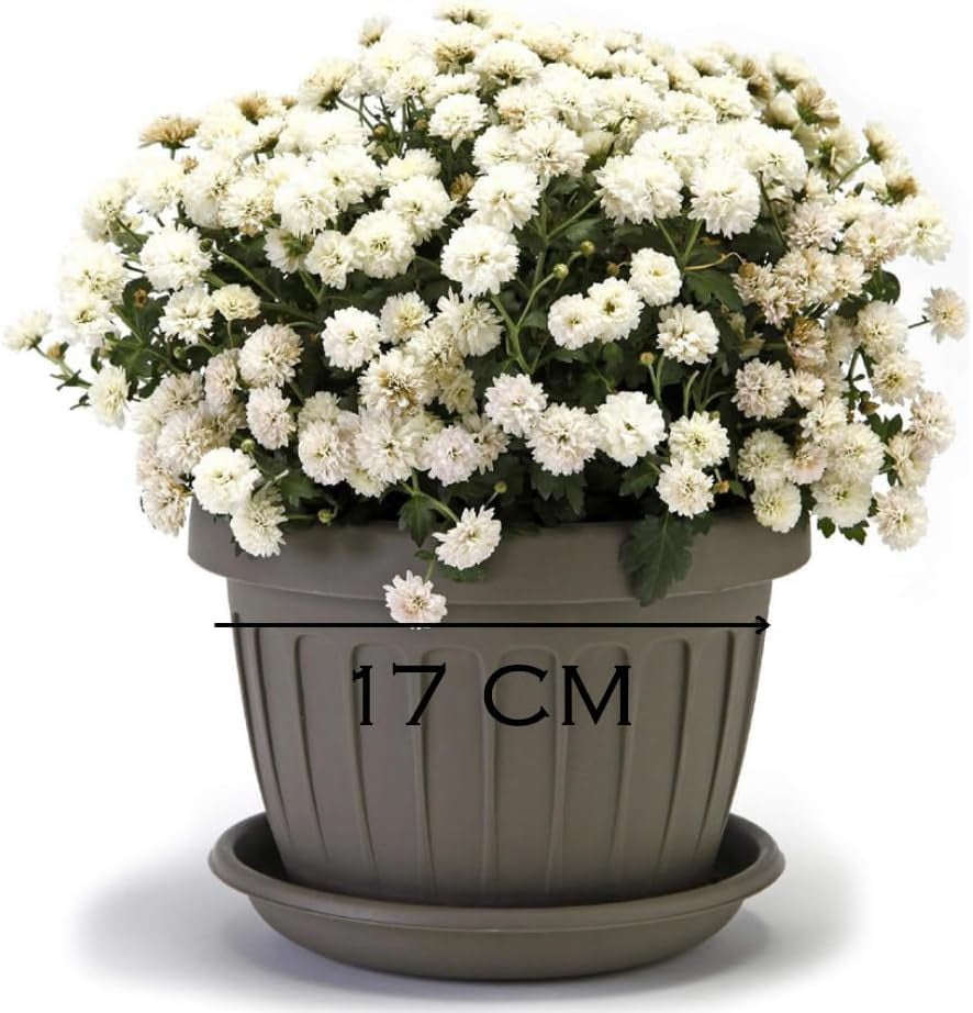 Pentola piccola con piatto - Pentola con piatto 17 cm | Design pratico e leggero | Perfetto per piante, talee o germogli precoci di 17 cm