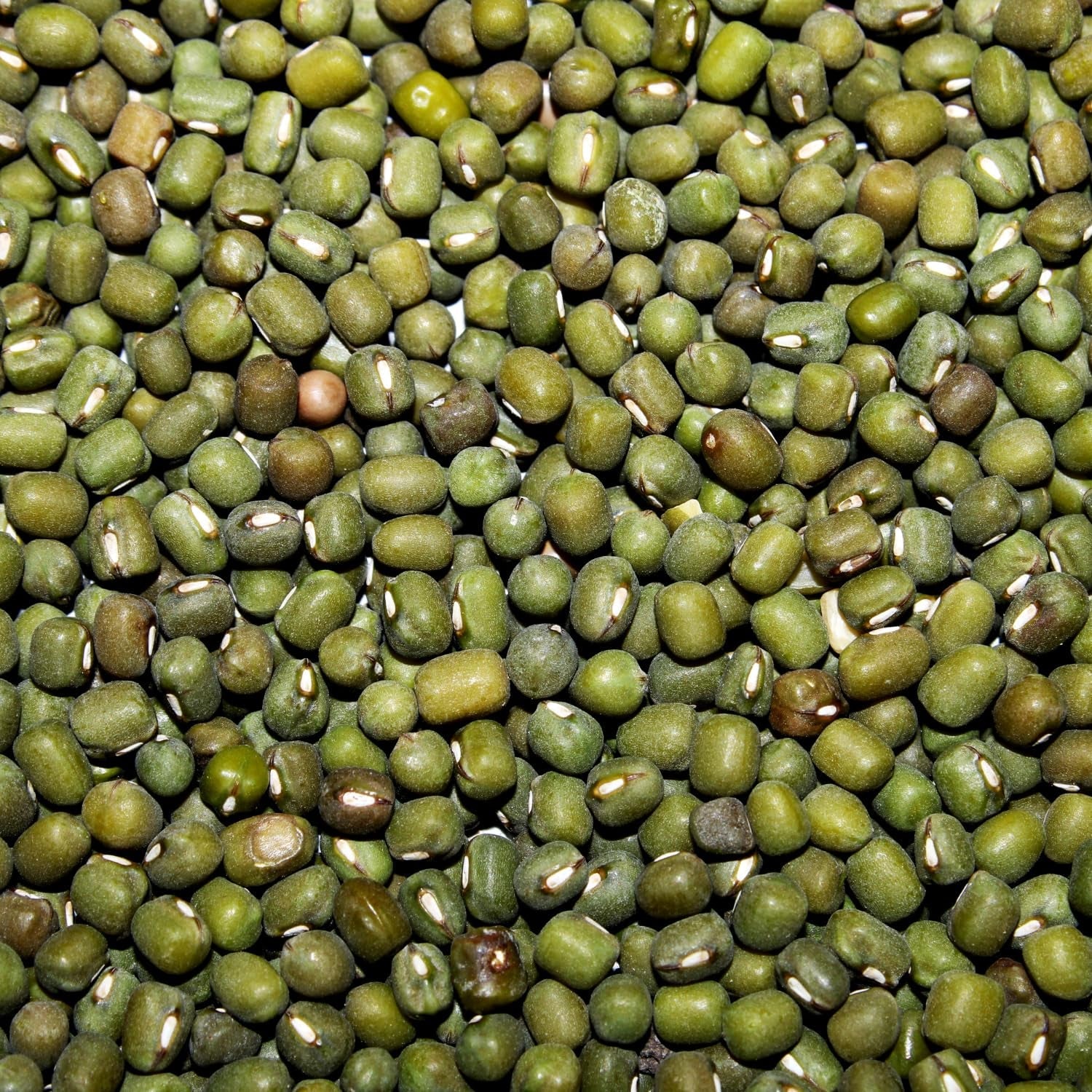 AFROASE - Fagiolini verdi - 1 x 1 kg