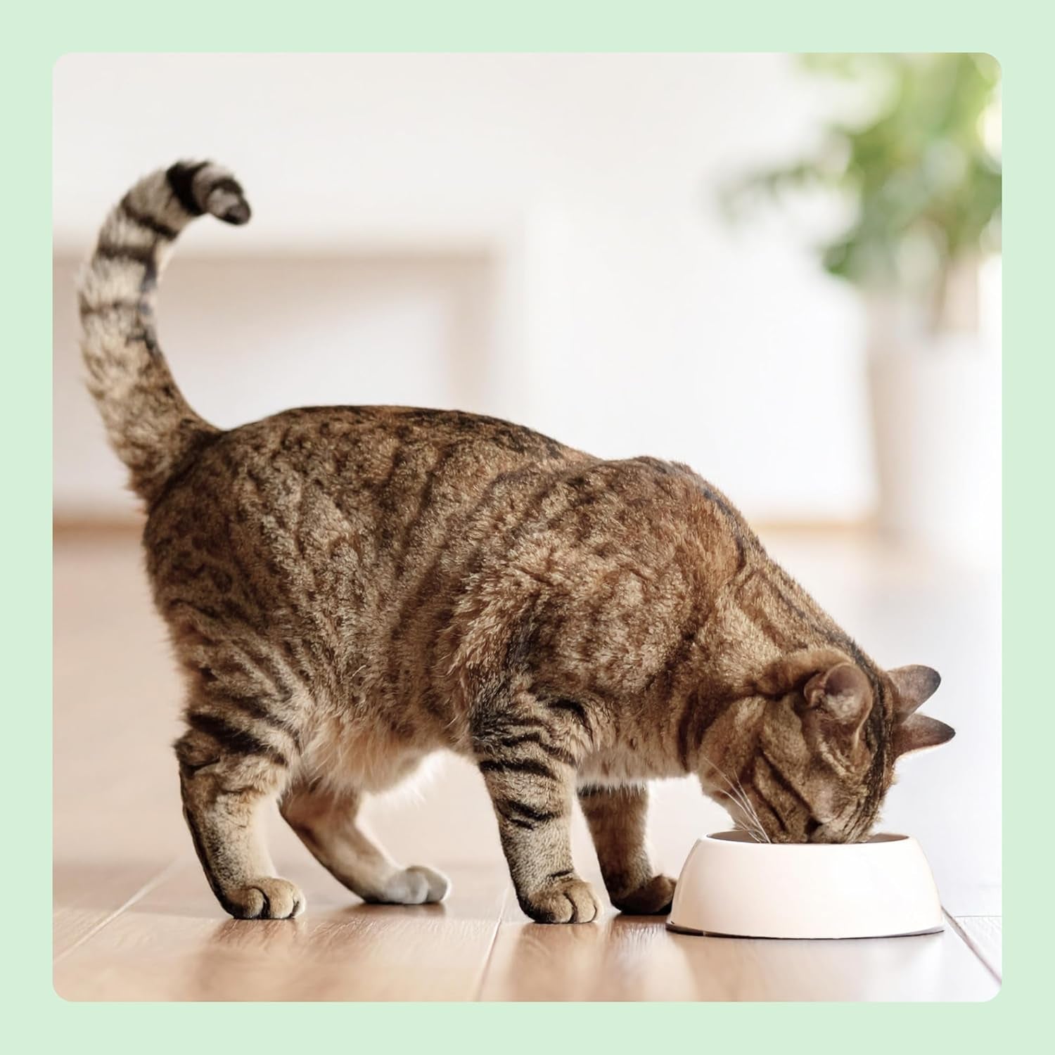Cibo umido per gatti Amazon senza cereali, pollo in scatola, 12 x 400 g