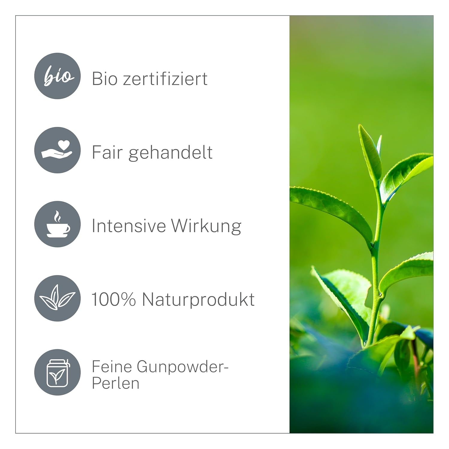 Tè verde biologico Pinhead Gunpowder sfuso 1kg – Tè verde biologico di alta qualità proveniente dalla Cina – Gusto leggermente affumicato – Per buongustai e intenditori di tè – Mycupoftea