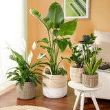 Scheurich Seagrass 17, vaso/cestino in alghe marine, colore: bianco, diametro 17 cm, altezza 16 cm, volume 3,5 l.