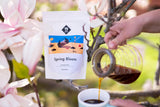 Filtro fioritura primaverile | 250 g di cereali integrali | giusto e sostenibile | appena fritto | caffè in grani 100% Arabica | caffè speciale | 19 grammi di Cafe Roastery…