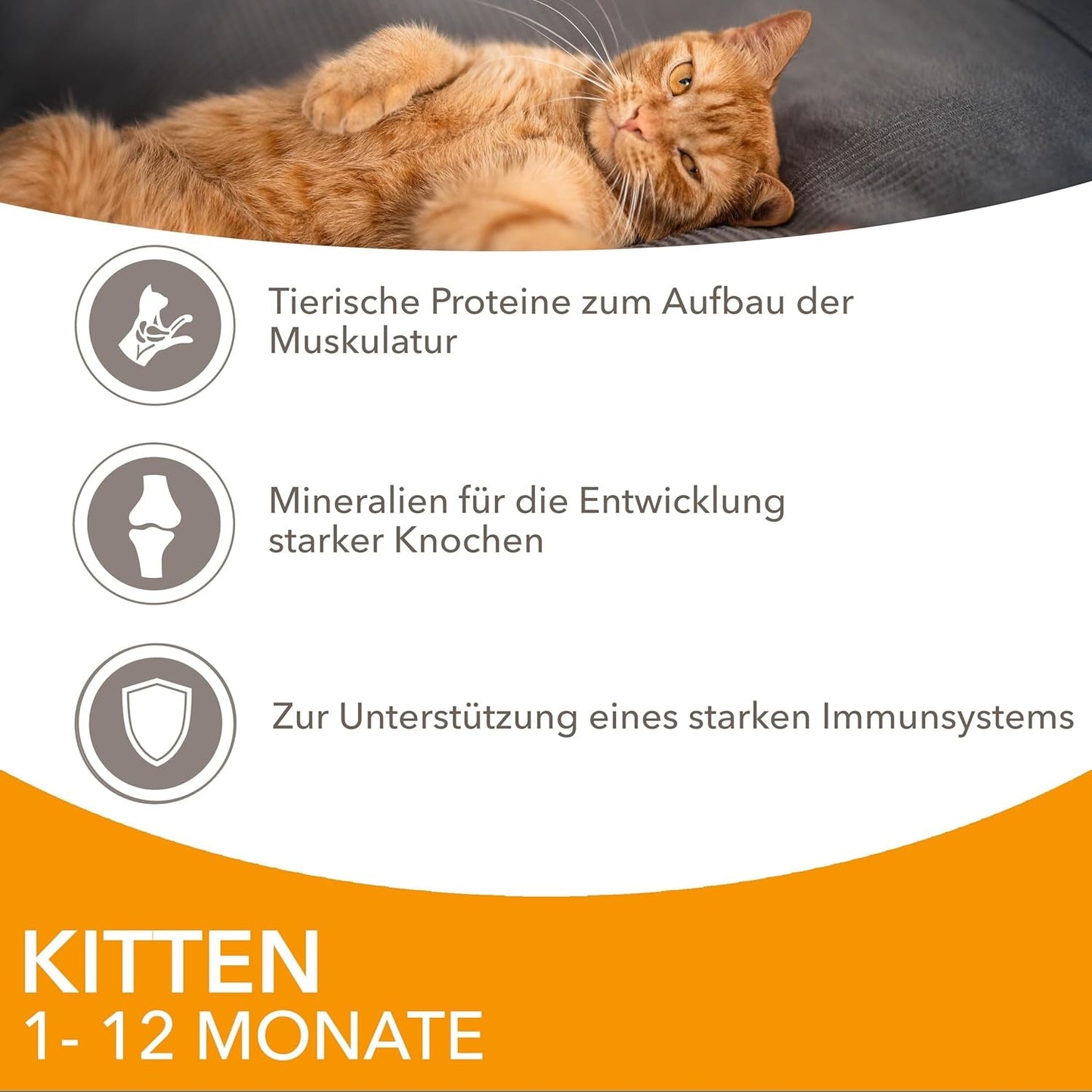 IAMS Delights Kitten Nassfutter - Multipack Katzenfutter mit Hunn in Sauce, alta qualità Futter für Junior Kätzchen von 1-12 Monate, 12 x 85 g