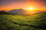Tè Tie Guan Yin Oolong da Anxi, Cina | Vendemmia 2025 | Tè Oolong cinese di alta qualità | Tè cinese premium da piantagioni tradizionali 100 g