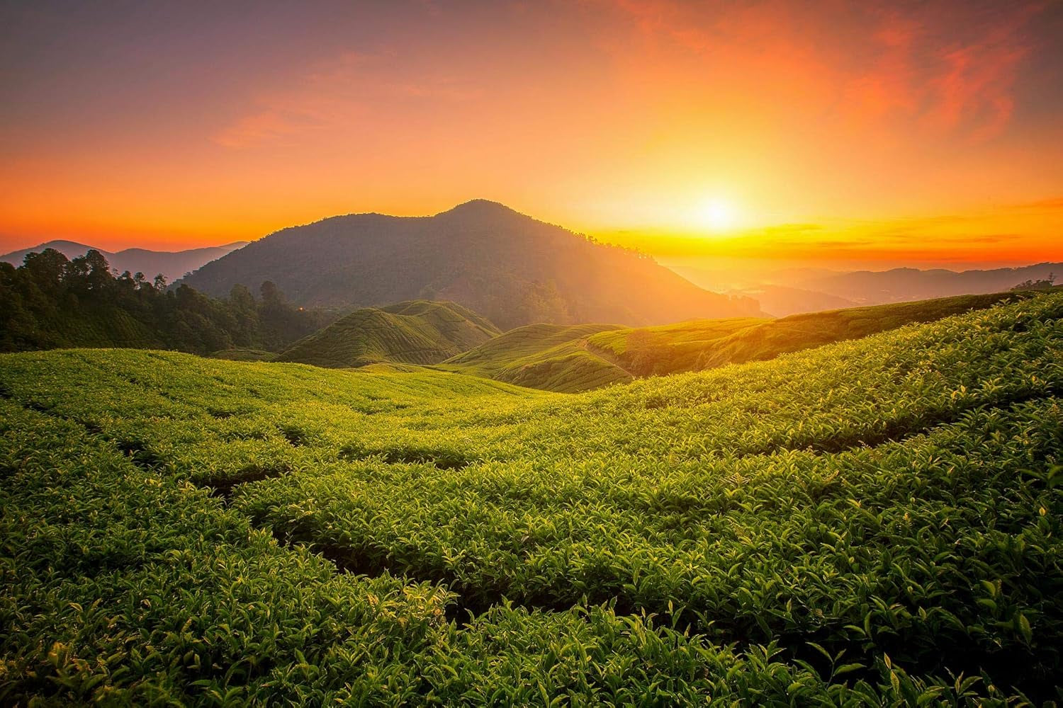 Tè Tie Guan Yin Oolong da Anxi, Cina | Vendemmia 2025 | Tè Oolong cinese di alta qualità | Tè cinese premium da piantagioni tradizionali 100 g