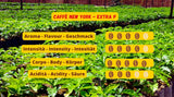 Caffè New York - EXTRA P - Caffè in grani, gusto forte e deciso, Arabica e Robusta, da macinare, espresso italiano, miscela bar - qualità premium dal 1930 - 1 kg, in grani