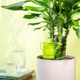 Scheurich Nelly M, serbatoio dell'acqua in plastica, colore: Nelly M, verde, larghezza 13 cm, profondità 7 cm, altezza 22 cm, volume 0,2 l.