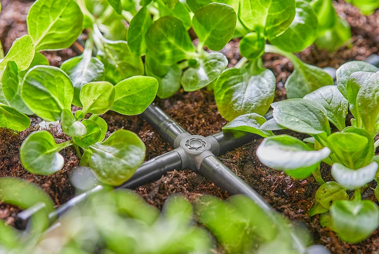 Gardena Micro-Drip-System - Collegamento trasversale 4,6 mm (3/16 pollici): accessorio per distribuzione ramificata e ali gocciolanti, installazione senza attorcigliamenti con tecnologia di connessione Easy & Flessibile (13214-20)