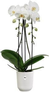 elho Vibes Fold Orchid High 12,5 cm - Vasi per orchidee da interno - Vasi da fiori da interno - 100% plastica riciclata - Bianco/Bianco seta