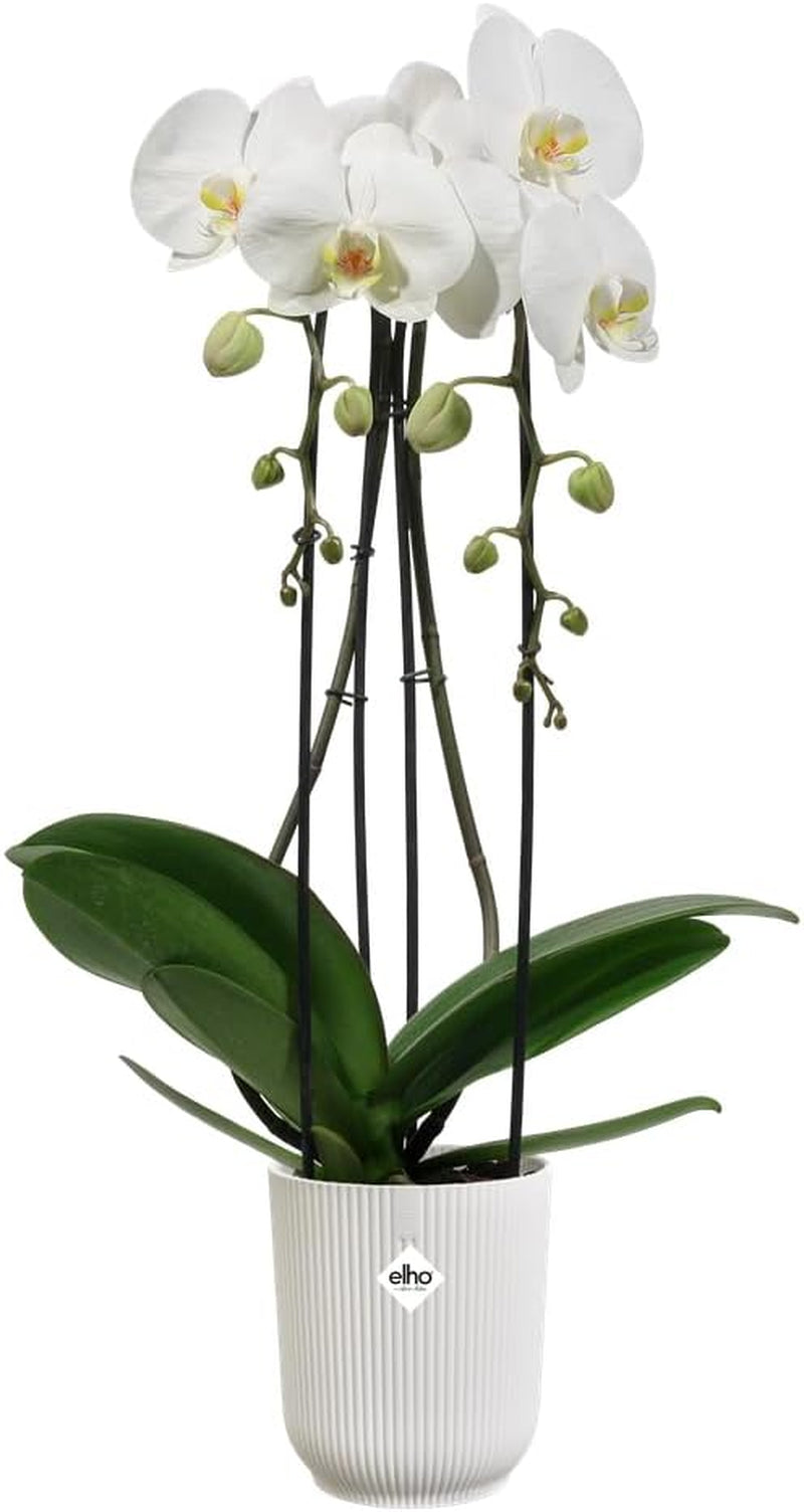 elho Vibes Fold Orchid High 12,5 cm - Vasi per orchidee da interno - Vasi da fiori da interno - 100% plastica riciclata - Bianco/Bianco seta