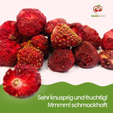 biolla food fragole secche intere, 0,5 kg, 100% naturali. Spuntini salutari per i bambini. Ideale per frullati, muesli d'avena, tè e porridge. Lunga durata. VEGAN, SENZA GLUTINE, CRUDI Naty Shop Prodotti disidratati