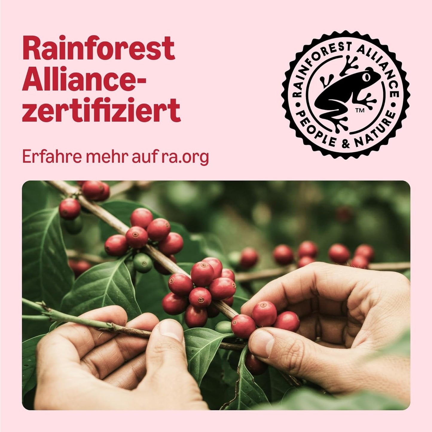 di Amazon Klassische Kaffeepads aus 100% Arabica, geeignet für Senseo-Maschinen, 36 Stück (1 Packung mit 36 ​​​​Stück) – Rainforest Alliance-zertifiziert