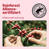 di Amazon Klassische Kaffeepads aus 100% Arabica, geeignet für Senseo-Maschinen, 36 Stück (1 Packung mit 36 ​​​​Stück) – Rainforest Alliance-zertifiziert