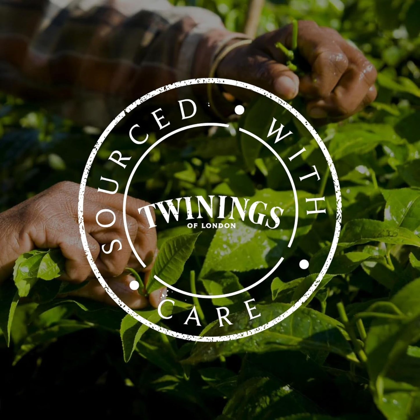 Twinings GLOW Tè verde all'aloe vera e ortica con biotina - Miscela di tisane per la cura naturale della pelle e dei capelli, confezione da 12 (10 bustine ciascuno)